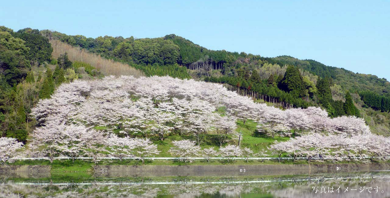 ＮＰＯ法人龍門ダム・山桜の里づくりの会